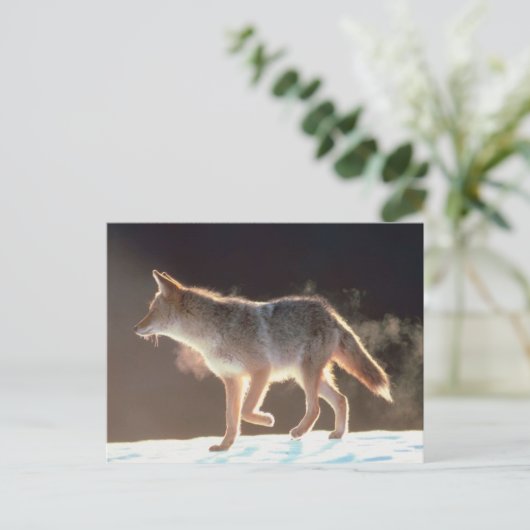 Winter Fox Trots Briefkaart (Staand voorkant)