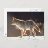 Winter Fox Trots Briefkaart (Voorkant / Achterkant)