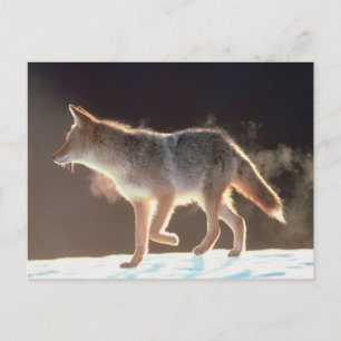 Winter Fox Trots Briefkaart