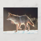 Winter Fox Trots Briefkaart (Voorkant)