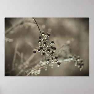 Winter Freeze Poster