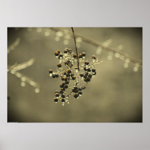Winter Freeze Poster