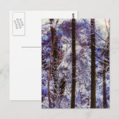 Winter Frosty Forest Morning Zwitserland Briefkaart (Voorkant / Achterkant)