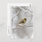 Winter Goldfinch Briefkaart (Voorkant / Achterkant)