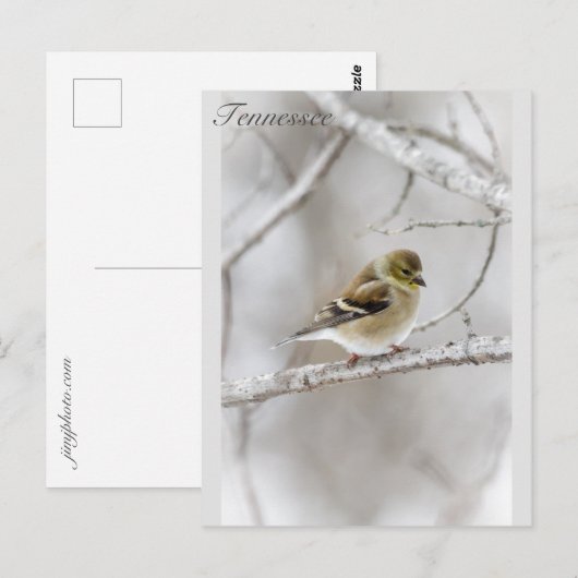 Winter Goldfinch Briefkaart (Voorkant / Achterkant)