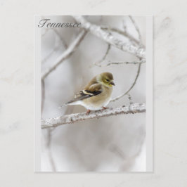 Winter Goldfinch Briefkaart