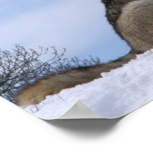 Winter Gray Wolf Howling Poster (Hoek)