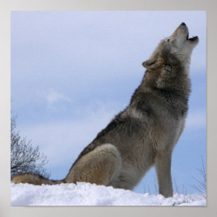 Winter Gray Wolf Howling Poster
