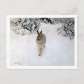 Winter Hare (Rabbit), Bruno Liljefors Briefkaart (Voorkant)