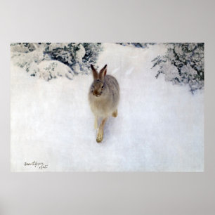 Winter Hare (Rabbit), Bruno Liljefors Poster