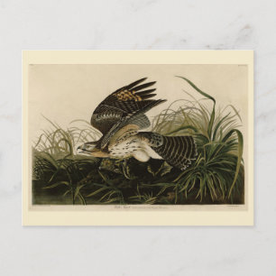 Winter Hawk, John James Audubon's Birds of America Briefkaart