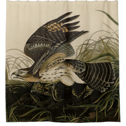 Winter Hawk, John James Audubon's Birds of America Douchegordijn (Voorkant)
