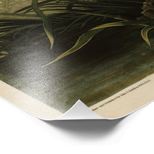 Winter Hawk, John James Audubon's Birds of America Foto Afdruk (Hoek)