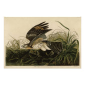 Winter Hawk, John James Audubon's Birds of America Foto Afdruk (Voorkant)