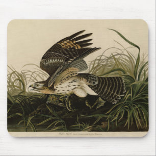 Winter Hawk, John James Audubon's Birds of America Muismat