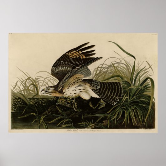 Winter Hawk, John James Audubon's Birds of America Poster (Voorkant)