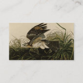 Winter Hawk, John James Audubon's Birds of America Visitekaartje (Achterkant)