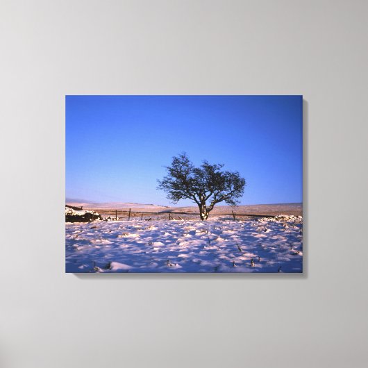 Winter Hawthorn Tree Holiday Card Canvas Afdruk (Voorkant)