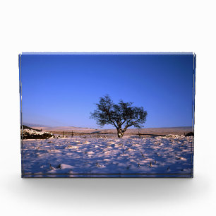 Winter Hawthorn Tree Holiday Card Poster Fotoblokken