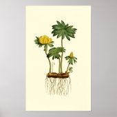 Winter Hellebore Flowers Poster (Voorkant)