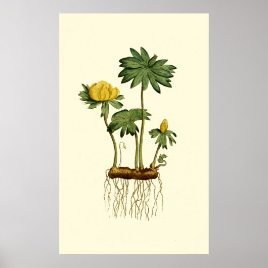 Winter Hellebore Flowers Poster (Voorkant)