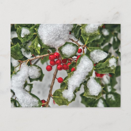 Winter - Holly met ijs bekleed Briefkaart (Voorkant)
