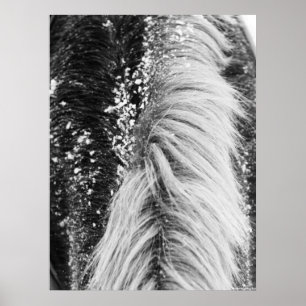 Winter Horse Mane met sneeuw Poster