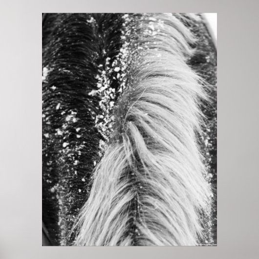 Winter Horse Mane met sneeuw Poster (Voorkant)