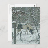 Winter Horses Postcard Briefkaart (Voorkant / Achterkant)