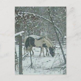 Winter Horses Postcard Briefkaart