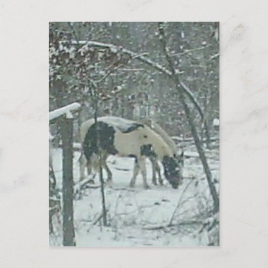 Winter Horses Postcard Briefkaart (Voorkant)