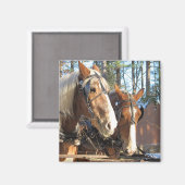 Winter Horses Sturbridge Village Magnet (Voorkant / Achterkant)