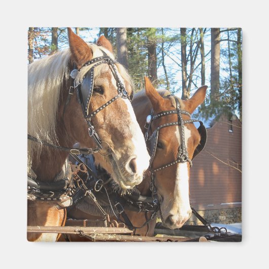 Winter Horses Sturbridge Village Magnet (Voorkant)