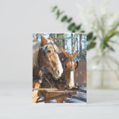 Winter Horses Sturbridge Village, Massachusetts Briefkaart (Staand voorkant)
