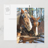 Winter Horses Sturbridge Village, Massachusetts Briefkaart (Voorkant / Achterkant)