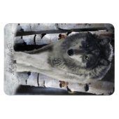 Winter Hout Wolf Wildlife Art Premium Magnet Magneet (Horizontaal)