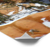 Winter in Bryce Canyon, Sunset Point, print (Hoek)