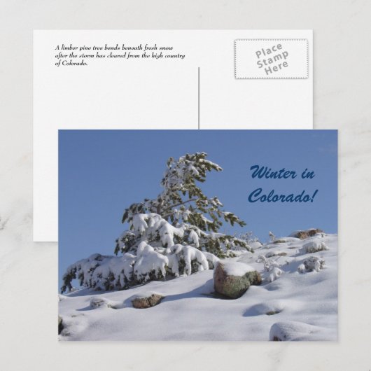 Winter in Colorado Briefkaart (Voorkant / Achterkant)