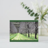 Winter in de Pecan Orchard Briefkaart (Staand voorkant)