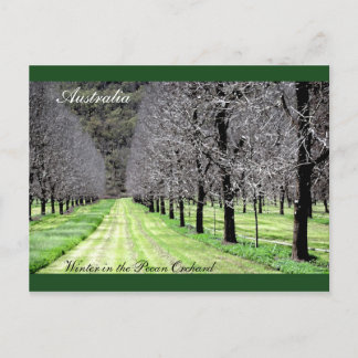 Winter in de Pecan Orchard Briefkaart