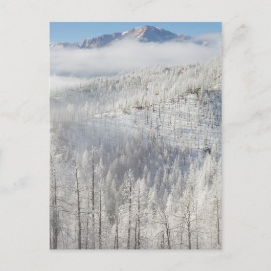 Winter in het Pike National Forest Briefkaart (Voorkant)