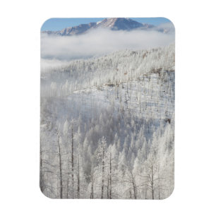 Winter in Pike National Forest Magneet