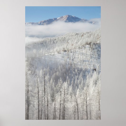 Winter in Pike National Forest Poster (Voorkant)