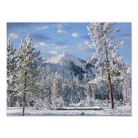 Winter in Yellowstone National Park Wyoming Foto Afdruk (Voorkant)