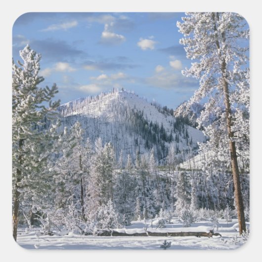 Winter in Yellowstone National Park Wyoming Vierkante Sticker (Voorkant)