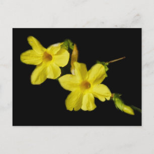 Winter Jasmine Briefkaart