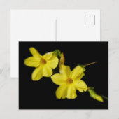 Winter Jasmine Briefkaart (Voorkant / Achterkant)