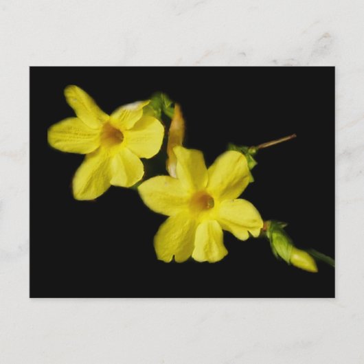 Winter Jasmine Briefkaart (Voorkant)