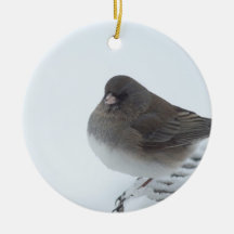 Winter Junco