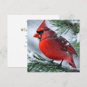 Winter Kardinaal Rode Vogel Pijn Kerstbruiloft Bedankkaart (Voorkant / Achterkant)